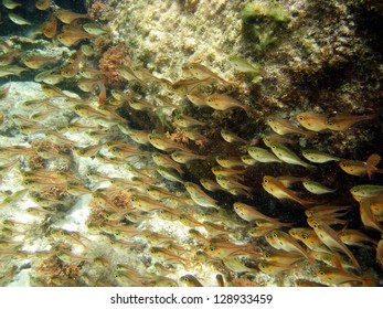 Reef fish