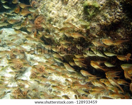 Reef fish