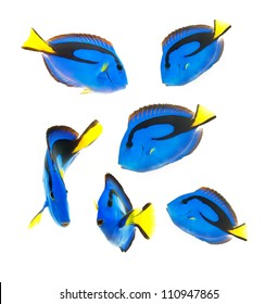 Reef Fish, Blue Tang