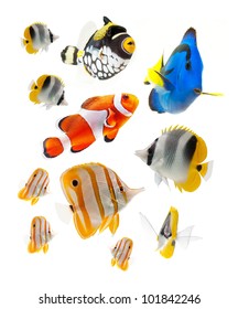 Reef Fish, Marine Fish Isolated On White Background