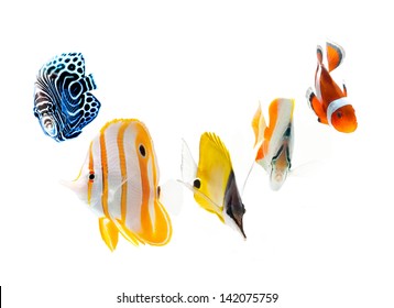 Reef Fish, Marine Fish Isolated On White Background