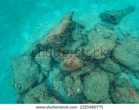 Reef fish swimming among the rock and coral reef in Blue Heron Bridge in Riviera Beach, Florida.