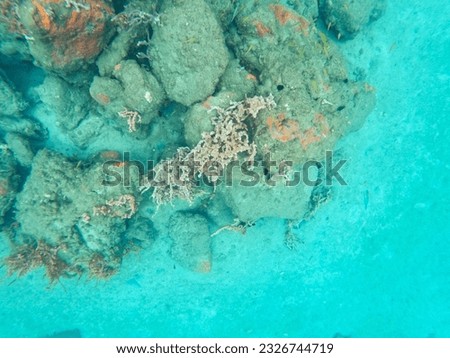 Reef fish swimming among the rock and coral reef in Blue Heron Bridge in Riviera Beach, Florida.