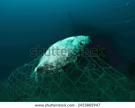 Reef Fish trapped and died inside an Abandoned, Discarded, Leftover fishing net. Ghost Nets tangled onto a sunken shipwreck under tropical warm water - Indo Pacific Ocean. Marine Life Conservation.