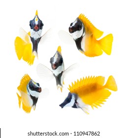 Reef Fish, Yellow Fox Face Rabbitfish Isolated On White Background