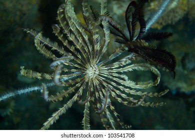 A Reef Hydroid Ready To Strike.