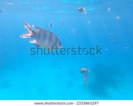 Reef with lots of colorful corals and many fishes, zebrafishes in the clear blue water of the Red Sea near Hurgharda, Egypt