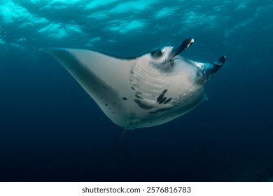 Mantarraya de arrecife, mantarraya oceánica gigante o mantarraya oceánica (Mobula alfredi) (Manta alfredi) Isla de Komodo, Indonesia