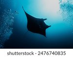 Reef manta ray at Komodo island. There are a lot of mantas at cleaning station. There are also a few black mantas.