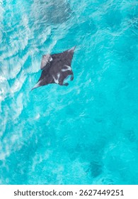 Una mantarraya de arrecife, Mobula alfredi, nada en aguas poco profundas, alimentándose de zooplancton en las Islas Garacie cerca de Halmahera, Indonesia. Las mantas de arrecife son mucho más Pequeñas que las mantas oceánicas gigantes.