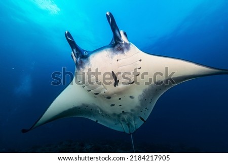 The Reef Manta Ray (Mobula alfredi) is one of the largest and most iconic marine species. Scuba diving Nusa Penida Manta Point in Bali, Indonesia