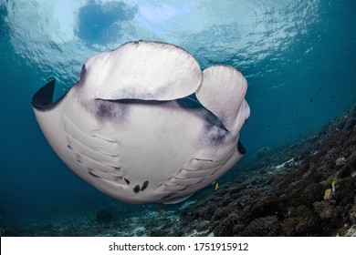 Reef Manta Swimming In Komodo