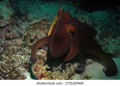 Reef Octopus In Arabian Sea, Baa Atoll, Maldives, Underwater Photograph