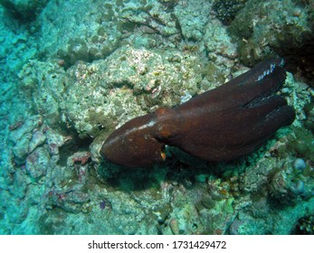 Reef Octopus In Arabian Sea, Baa Atoll, Maldives, Underwater Photograph