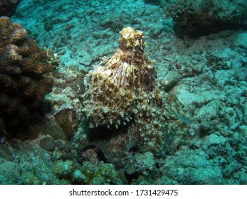 Reef Octopus In Arabian Sea, Baa Atoll, Maldives, Underwater Photograph