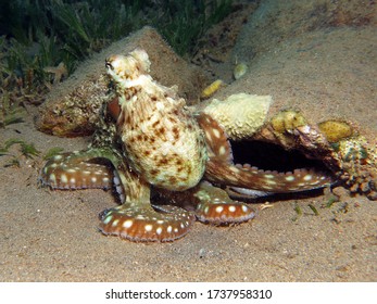        Reef Octopus Octopus Cyanea Display