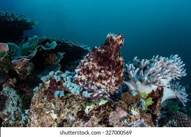 A Reef Octopus (Octopus Cyanea) Uses Highly Effective Camouflage To Blend Into Its Surroundings In Komodo National Park, Indonesia. This Species Is Highly Intelligent.