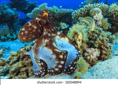 Reef Octopus Hunting