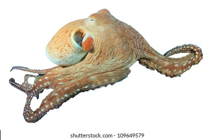 Reef Octopus Isolated On White Background