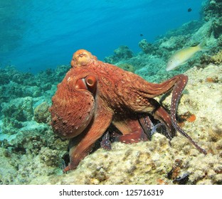 Reef Octopus Underwater In Ocean With Fish