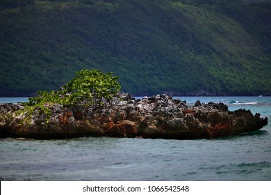Reef, Samana Peninsula, Dominican Republic, Playa Rincon