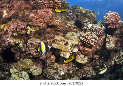 Reef Scene In Kona Hawaii With Morish Idol And Butterfly Fish