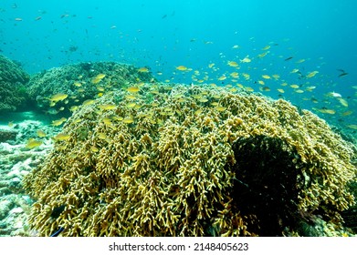 Reef Scenic With Fire Corals, Millepora Dichotoma, Raja Ampat Indonesia.