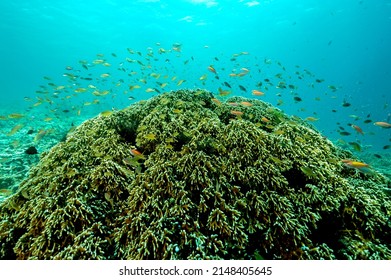 Reef Scenic With Fire Corals, Millepora Dichotoma, Raja Ampat Indonesia.