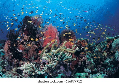 Reef Scenic, Milne Bay, Papua New Guinea.