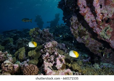 Reef Scenics, Inner Lagoon, Kingman Reef.