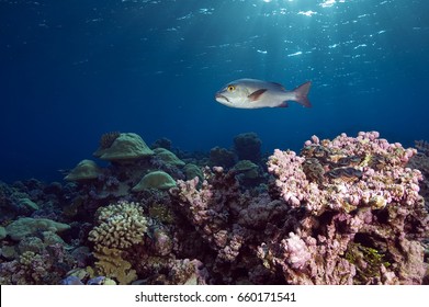 Reef Scenics, Inner Lagoon, Kingman Reef.