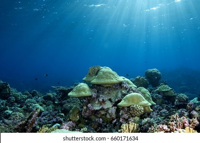 Reef Scenics, Inner Lagoon, Kingman Reef.