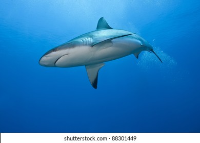 Reef Shark (Carcharhinus perezii) hunting over a tropical coral reef off the island of Roatan, Honduras. - Shutterstock ID 88301449