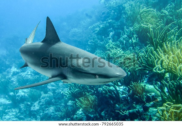 Reef shark hunting at the\
reef