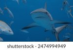 Reef shark swimming. The Caribbean reef shark is a species of requiem shark, belonging to the family Carcharhinidae. It is found in the tropical waters of the western Atlantic Ocean from Florida to Br