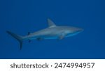 Reef shark swimming. The Caribbean reef shark is a species of requiem shark, belonging to the family Carcharhinidae. It is found in the tropical waters of the western Atlantic Ocean from Florida to Br