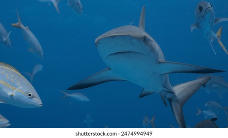 Reef shark swimming. The Caribbean reef shark is a species of requiem shark, belonging to the family Carcharhinidae. It is found in the tropical waters of the western Atlantic Ocean from Florida to Br - Powered by Shutterstock