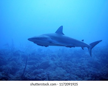 Reef Shark Swimming To The Left In Providencia, Colombia