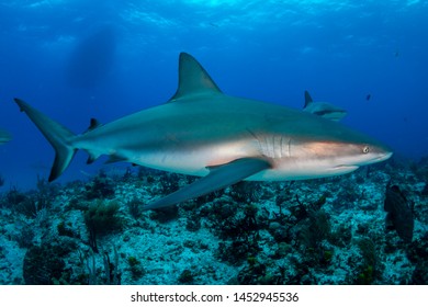 Reef Shark Swimming Left To Right On Reef