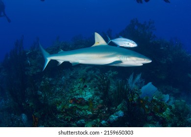 Reef Shark Underwater Belize Fish Reef