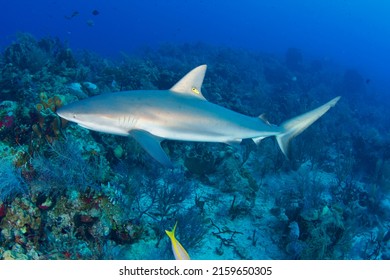 Reef Shark Underwater Belize Fish Reef