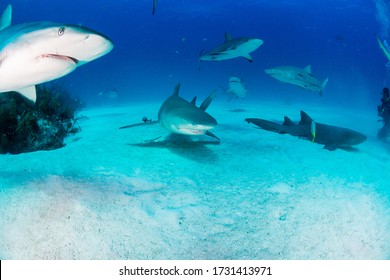 Reef Sharks and blue water - Powered by Shutterstock