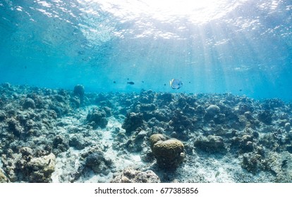 Reef At Sipadan Island