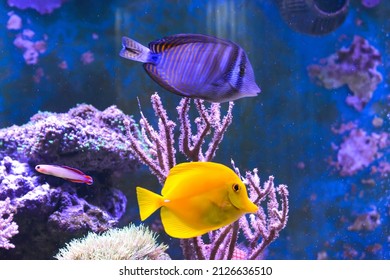 662 Filling fish tank Images, Stock Photos & Vectors | Shutterstock