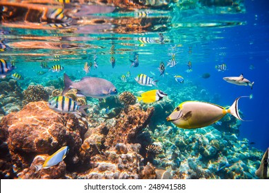 Reef with a variety of hard and soft corals and tropical fish. Maldives Indian Ocean coral reef.