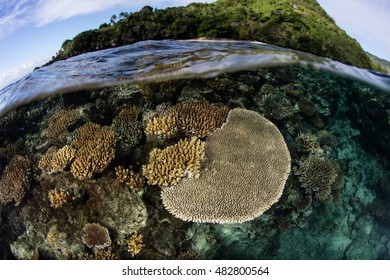 Fringing Reef High Res Stock Images Shutterstock