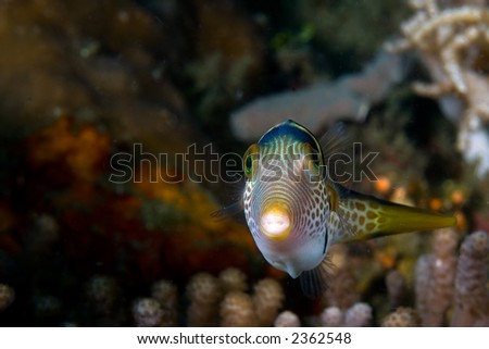 Reeffish facing in front of reef. Indonesia Sulawesi. Indonesia Sulawesi Lembehstreet