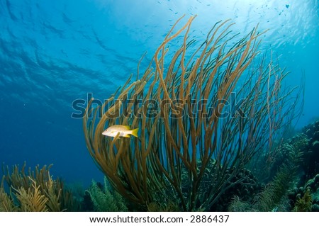 Reeffish in front of soft coral