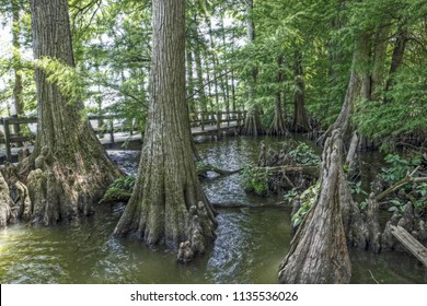 Reelfoot Lake, TN