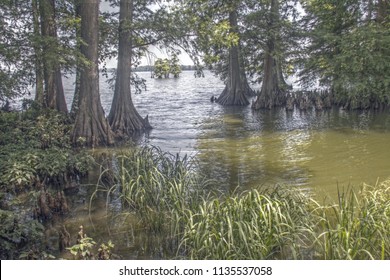 Reelfoot Lake, TN